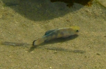 PICTURES/Salt Creek Trail & Pupfish/t_Fish2a.jpg